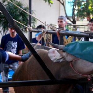 STIBA Makassar Slaughters 31 Cows and 17 Goats, Demonstrating Care and Sharing Spirit on Eid